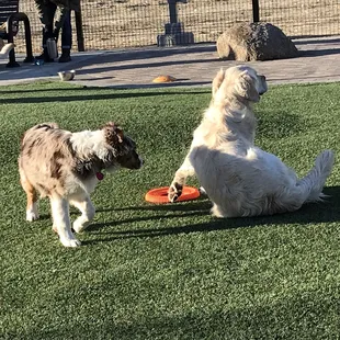 Enough room to play Frisbee.