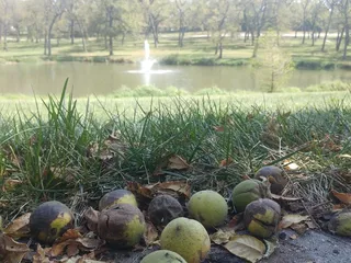 Walnut Grove Park