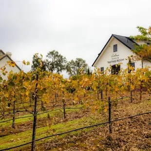 Photograph taken by John Huan Vu of San Jose, California on November 6, 2021. For personal use only unless with explicit permission by owner