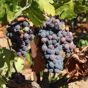 Beautiful fruit becomes delicious wines