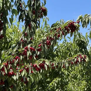 Lots if cherries
