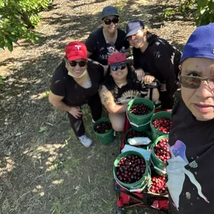Yearly picking at Diablo cherry farm with Fambam