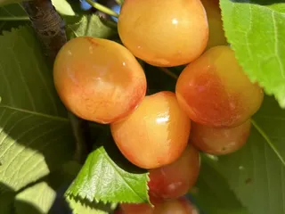 Mike's U-pick Cherries