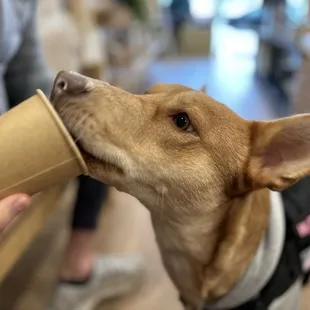 Pup cup and ambiance