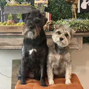 River - Little Bo Peep