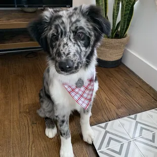 My puppy after his appointment