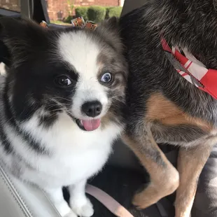 Lola is the pretty girl