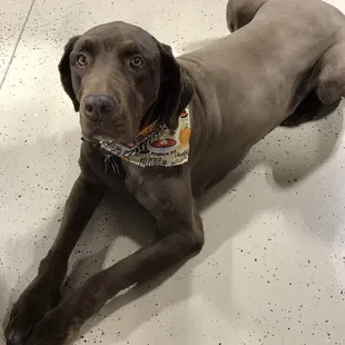 My Jager all spiffed up as usual! They do such a great job with him!