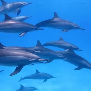 Not uncommon to encounter dolphins on our tours