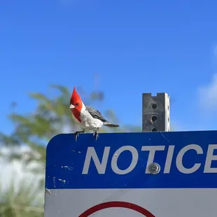 Red crested cardinal