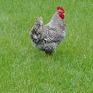 A chicken on the green, yup it's Dover ;)