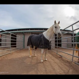 Extra large stalls and pen combinations