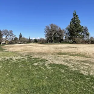 The fairways all looked like this.