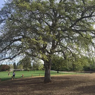 Tons of that green open space