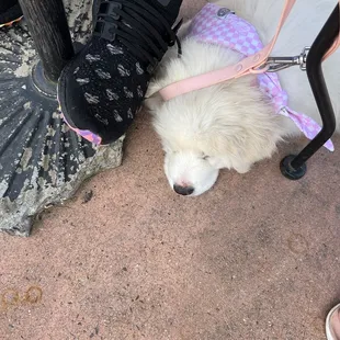 Kishi on the patio
