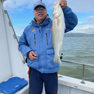 Striped bass