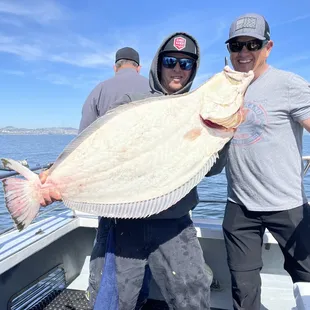 Halibut