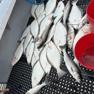 Halibut and bass