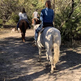 Following the leader and his dog through the woods.
