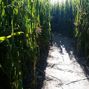 Corn maze must be 12 feet hifh!