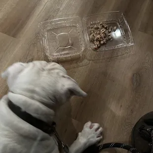 Winston was welcomed with a dish of his own..