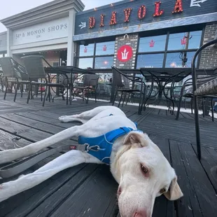 #MajorPain enjoying an evening on the patio