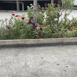 Enjoying the pretty blooms lined up by their drive thru