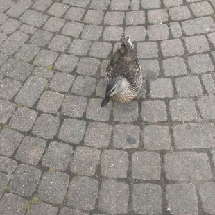 You may feed the ducks