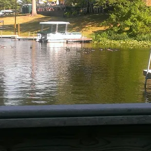 ...and geese