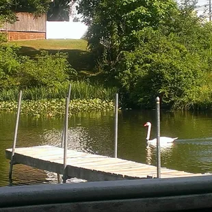 Swans