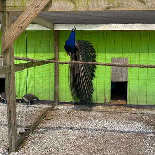 Peacock