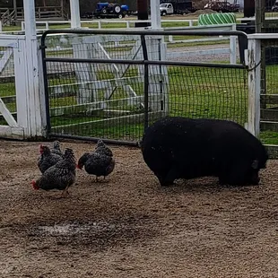 Animals at Digger&apos;s