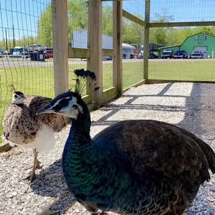 Peacock