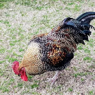 Rooster at Digger&apos;s