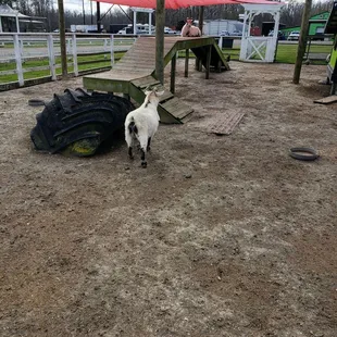 Goats at Digger&apos;s