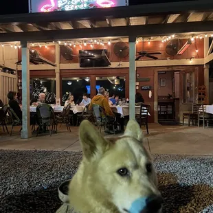 a dog sitting in front of a restaurant