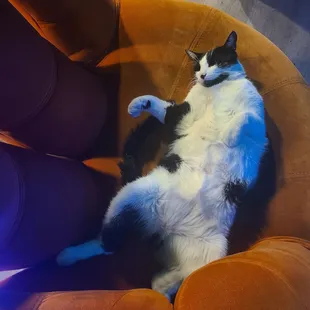 The mascot of Dignitary, Smoky. King of the Kava kingdom. He is currently loafing.