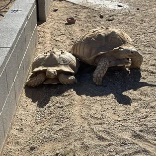 Big turtles