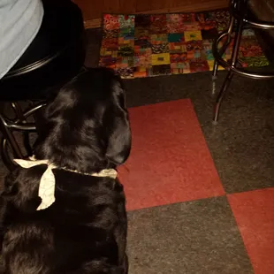 a dog laying on the floor