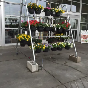 a display of potted plants in front of a store