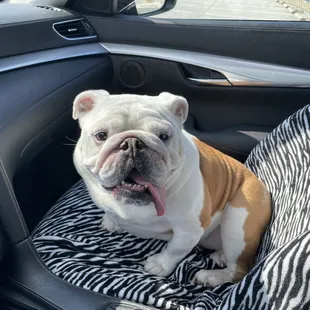 Bulldog that enjoys Dilly Burger - Single