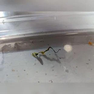 Large piece of metal in the green sauce!