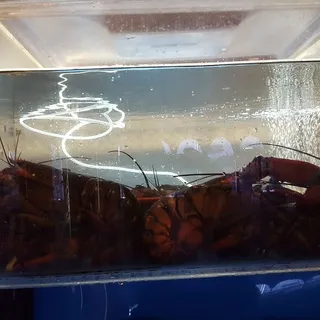Live Lobster
