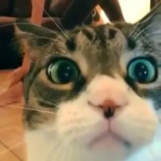 D K.