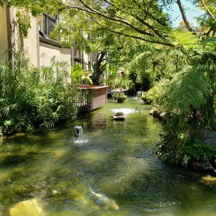 nearby koi pond - don&apos;t miss it!