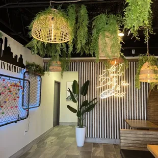 plants hanging from the ceiling