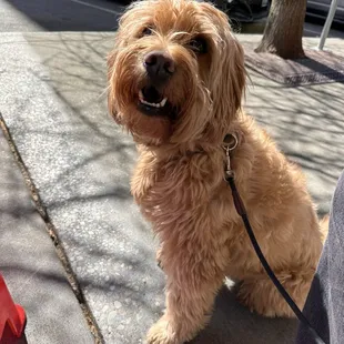 Charlie enjoying 36 Streets (after his complimentary pup cup!)
