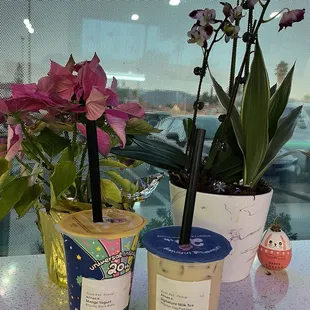 Mango Yogurt with Boba, Signature Milk Tea with Egg Pudding