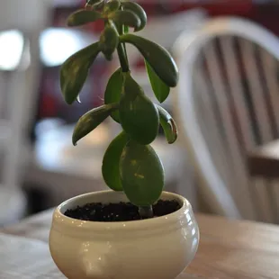  potted plant on a table