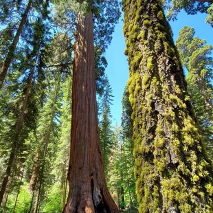 McKinley Cove - Sequoias